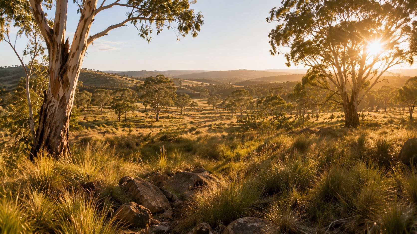 Restored Country landscape with native grasses and eucalyptus trees in New South Wales